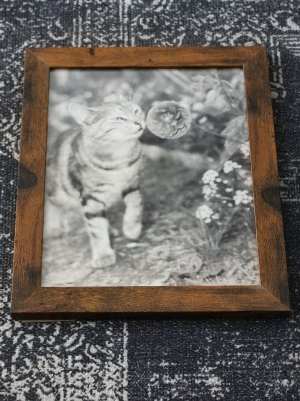 Framed Vintage Style Black and White Cat Sniffing Flower Photo Print 8x10